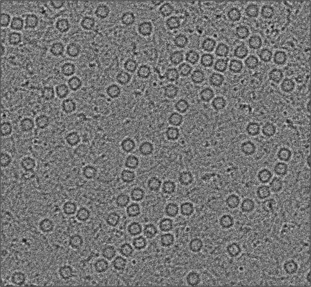 Cryo-electron microscopy image of apoferritin protein.