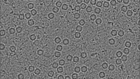 Cryo-electron microscopy image of apoferritin protein.