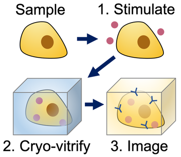 cryo
